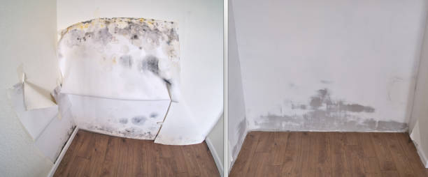 Mold Testing and Removal in Powell, AL